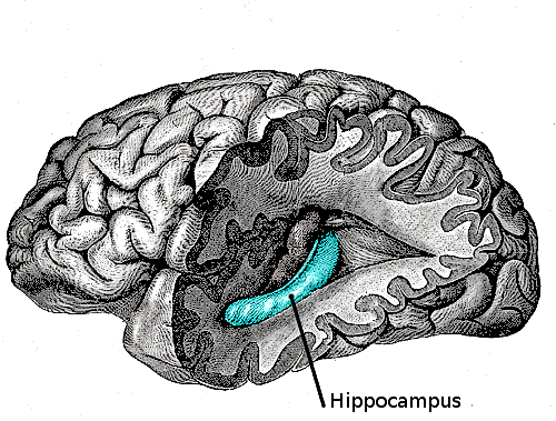 Изучено воздействие никотина на нейромедиаторы гиппокампа