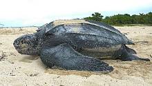 В этом году морские черепахи прибыли на берега Флориды неожиданно рано