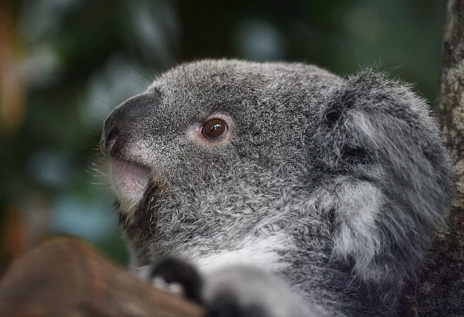 Две коалы были спасены из горящего района в Австралии