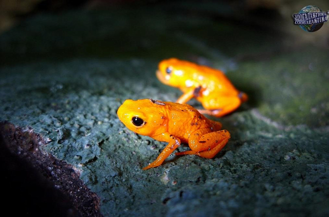 Флуоресценция обнаружена в седлоносых крошечных жабах