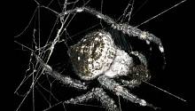 Группу новых белков обнаружили в самой прочной паутине в природе