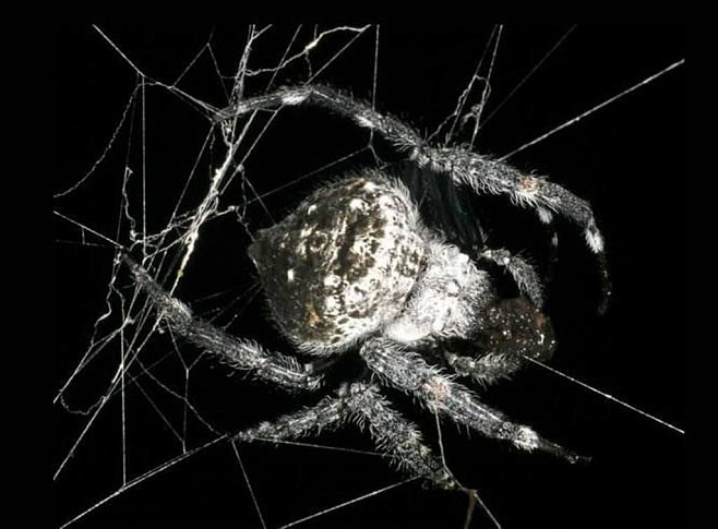 Группу новых белков обнаружили в самой прочной паутине в природе