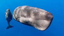ДНК китов и дельфинов может раскрыть секрет их онкорезистентности  