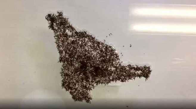 Огненные муравьи могут строить «плоты» из своих тел в воде