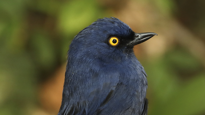 Птицы пользуются «лифтом против вымирания»