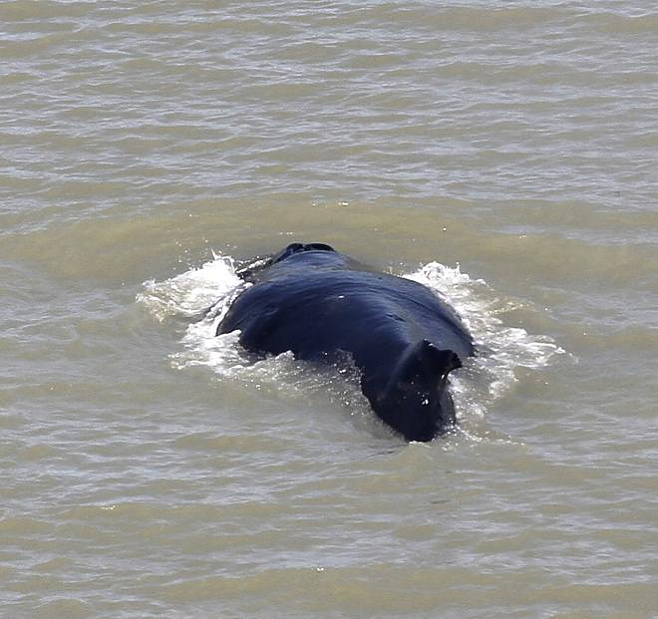 В Австралии пытаются спасти кита, заплывшего в кишащую крокодилами реку