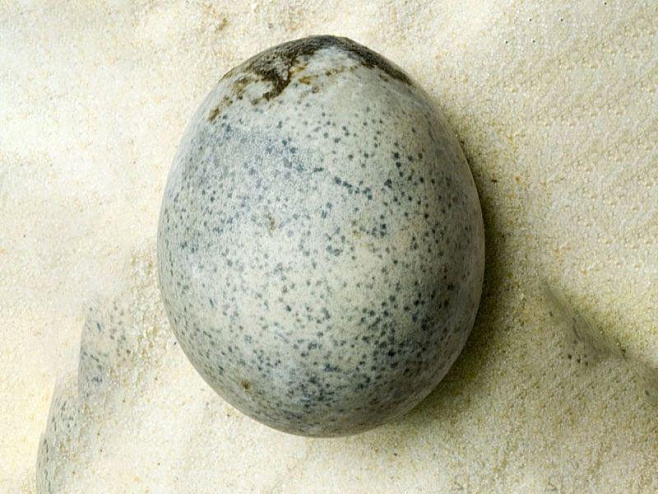 Археологи разгадали тайну древнеримских яиц возрастом 1700 лет  
