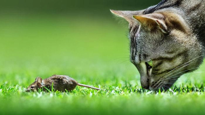Опасный паразит притупляет чувство страха у мышей перед хищниками