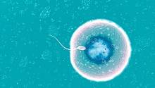 Ученые вырастили в лаборатории яйцеклетки человека