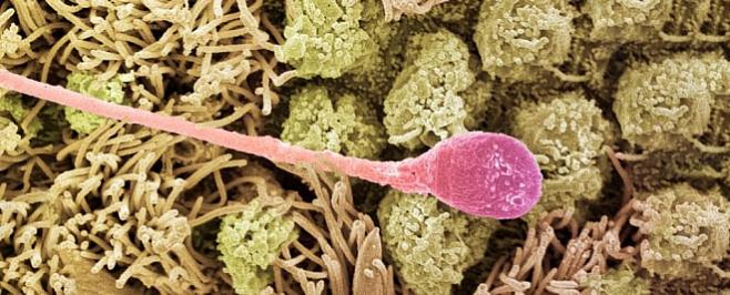 Человеческие яйцеклетки выбирают наиболее подходящие сперматозоиды