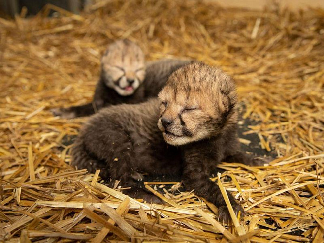 В зоопарке Колумбуса детёныши гепардов родились в результате суррогатного материнства