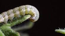 Слюна голодных гусениц «заставляет» растения активировать средства защиты 