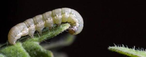 Слюна голодных гусениц «заставляет» растения активировать средства защиты 