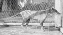 В архивах Австралии нашли редкое видео с последним тасманским тигром 