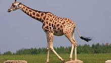 Детеныши жирафов наследуют пятна от матерей