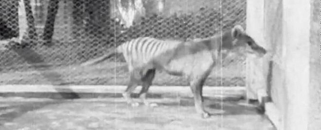 В архивах Австралии нашли редкое видео с последним тасманским тигром 