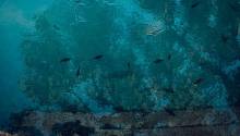 Ученые будут искать морскую жизнь в таинственной 130-метровой подводной дыре