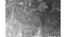 В Камеруне впервые за 20 лет обнаружили африканского леопарда