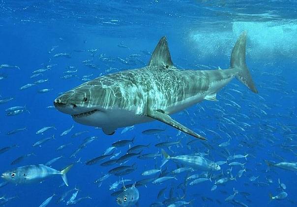 Белые акулы собираются в «тусовки» не просто так