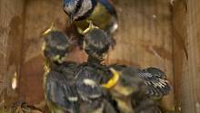 Птичьи гнезда привлекают летающих насекомых и паразитов из-за повышенного уровня углекислого газа 