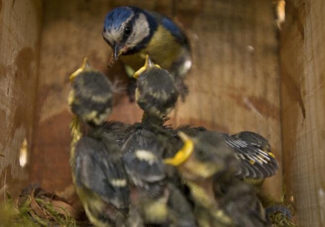 Птичьи гнезда привлекают летающих насекомых и паразитов из-за повышенного уровня углекислого газа 