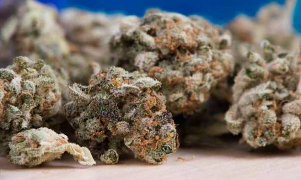 Ученые обнаружили более 100 опасных химикатов в марихуане