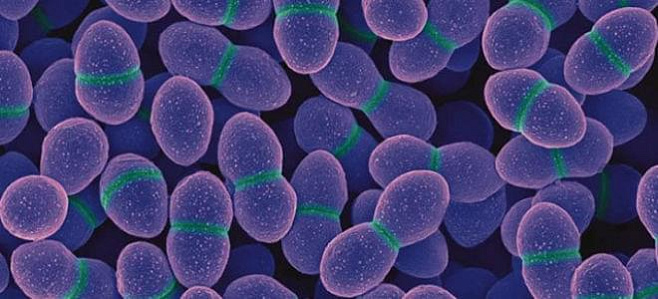 Ученые обнаружили в кишечнике производящую электричество бактерию