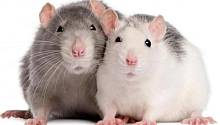 Учёные обнаружили «переключатель», отвечающий за спячку у мышей и крыс