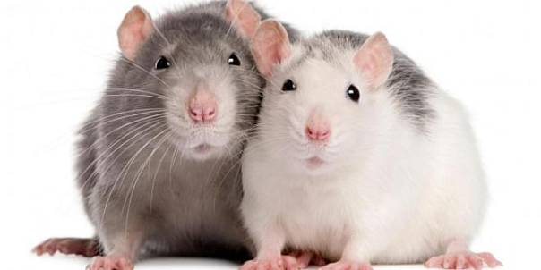 Учёные обнаружили «переключатель», отвечающий за спячку у мышей и крыс