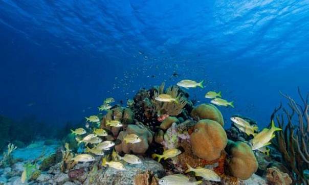 Ученые применили компьютерное моделирование для предугадывания будущего коралловых рифов
