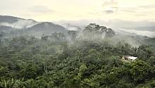Тропические леса Африки поглощают не меньше углерода, чем Амазонские