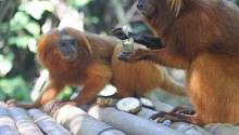Обмен пищей позволяет обезьянам строить и укреплять отношения между собой