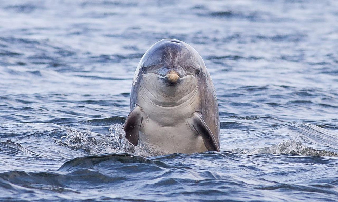 Большинство дельфинов – правши