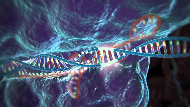 Разработан новый метод генного редактирования. Он точнее и эффективнее CRISPR 