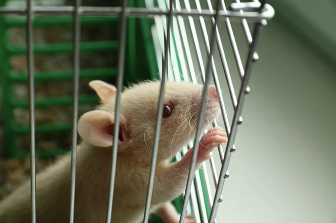 Опиоиды вызвали необратимые изменения в мозгу крыс