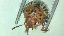 Российские учёные нашли эффективный способ борьбы с колорадским жуком