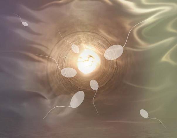 Вещество, выделенное из спермия, может лечить редкое генетическое заболевание