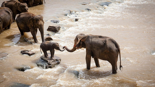 Шесть диких слонов погибли, пытаясь спасти друг друга