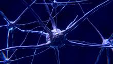 Обнаруженный нерв может выполнять функции поврежденного спинного мозга