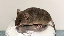 Ученые смогли превратить зернистые клетки мышей в яйцеклетки и получить здоровое потомство
