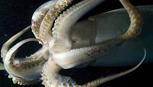 Океанологи засняли гигантского кальмара в Мексиканском заливе