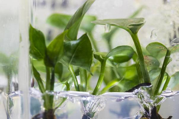 Ученые модифицировали комнатное растение, чтобы оно очищало воздух еще лучше