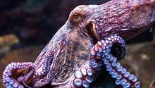 Осьминоги и кальмары эволюционируют совсем не так, как другие животные 