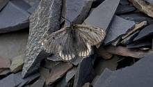 В Якутии обнаружен новый подвид редчайшего вида бабочек