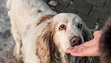 Собаки чувствуют запах эпилептических припадков 