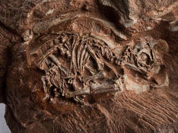 Ученые реконструировали череп 200-летнего эмбриона динозавра