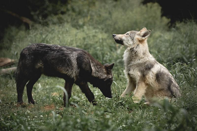 Ученым удалось увидеть, как волчата играют в «принеси мячик»