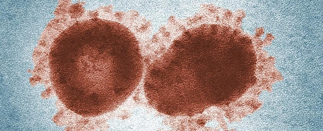 Ученые предполагают, что вирус COVID-19 находился в организме человека в течение многих лет 