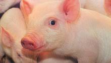 В лимфатических узлах свиней может вырасти новая печень 