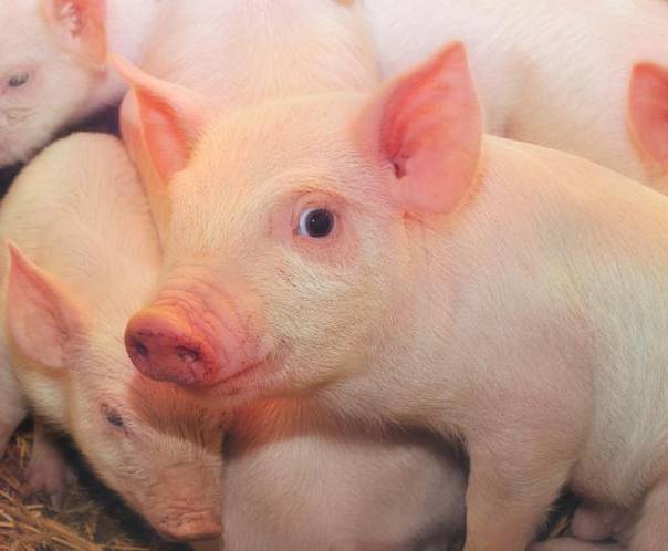 В лимфатических узлах свиней может вырасти новая печень 